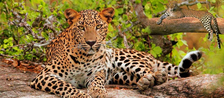 wildlife safari tour