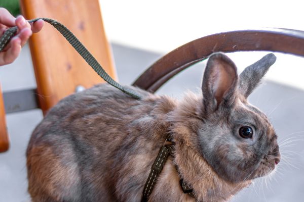 Small animal collar (1)