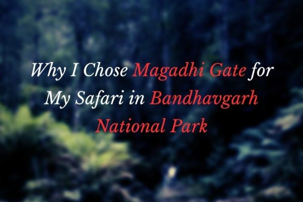 Why I Chose Magadhi Gate for My Safari in Bandhavgarh National Park