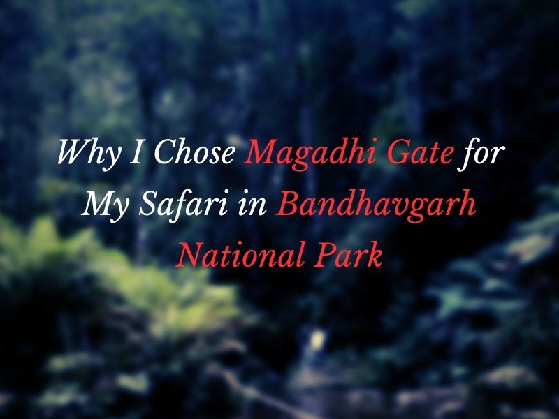Why I Chose Magadhi Gate for My Safari in Bandhavgarh National Park