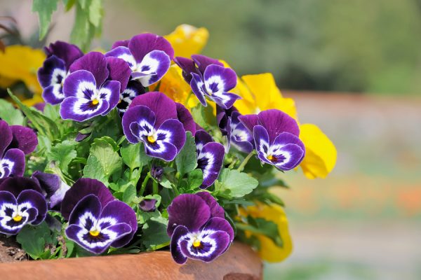 Flowers That Bloom All Year Round: Nature’s Eternal Beauty