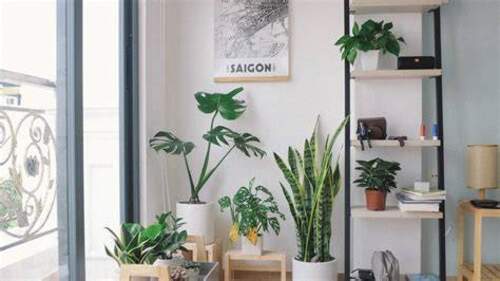 Indoor Plants That Are Both Strong and Stylish (1)