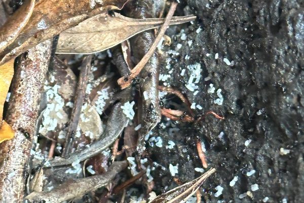 ant pest control