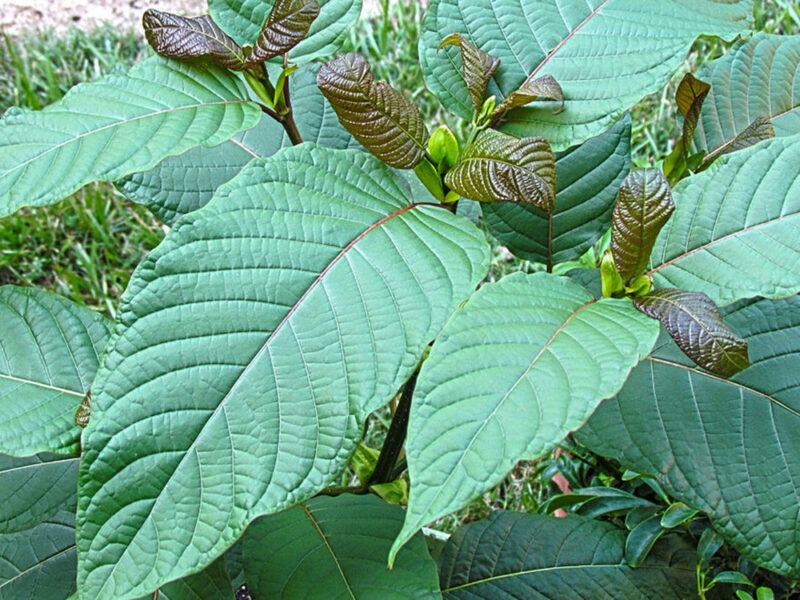 kratom roots