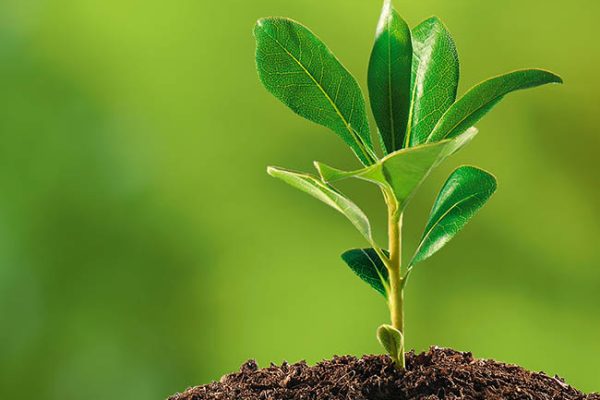 planting-tree